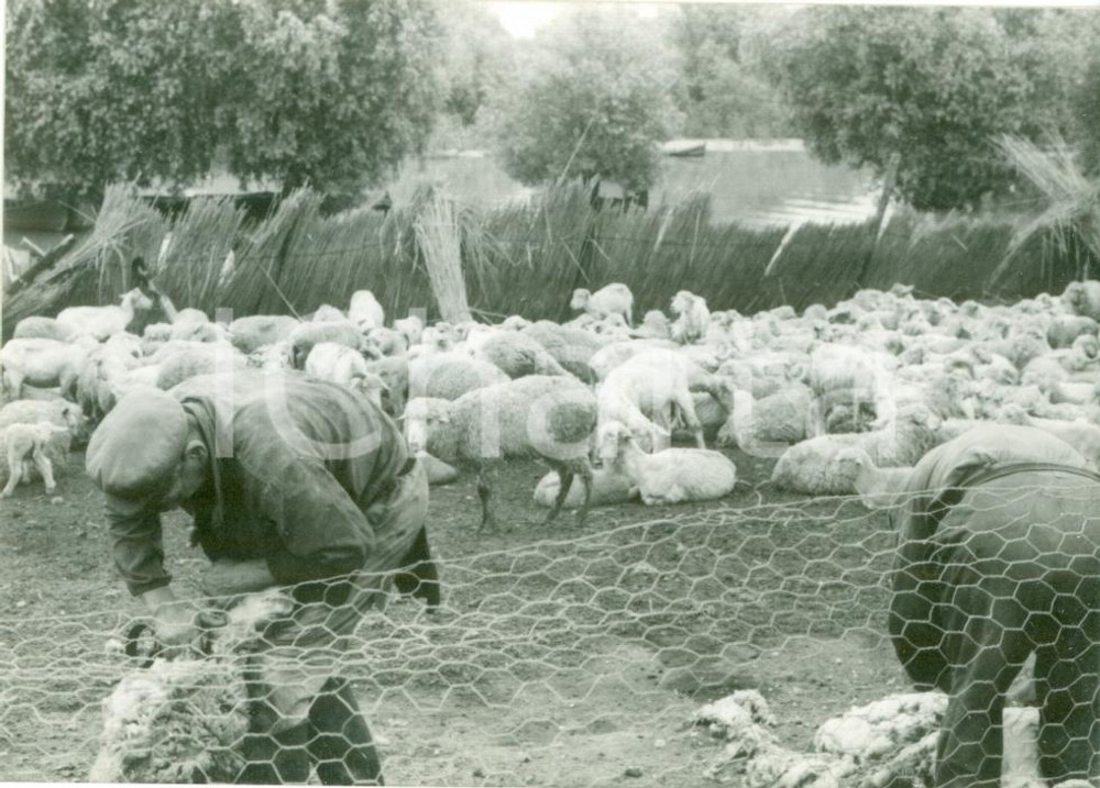 Fotografia d epoca originale 1990 ca ROMANIA Pastori in un allevamento di pecore FOTOGRAFIA 1