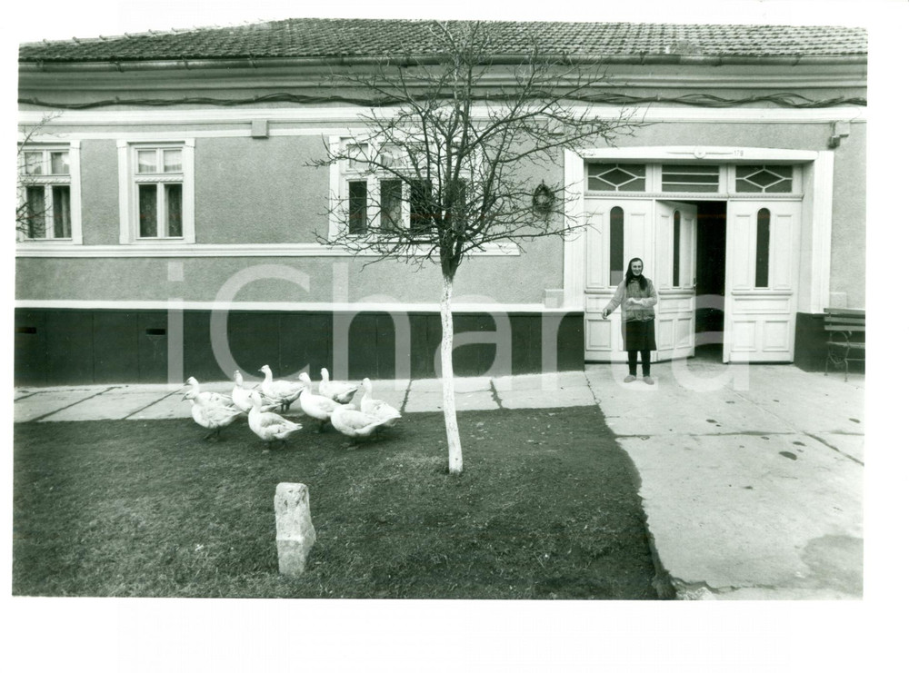 Fotografia d epoca originale 1991 ROMANIA Contadina della Regione del BANAT nutre oche Fotografia 1