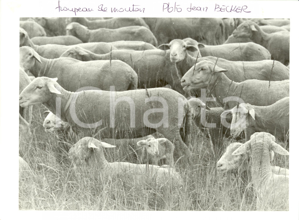 Fotografia d epoca originale 1985 ca FRANCIA Quante pecore! Gregge al pascolo dopo la tosatura Fotografia 1