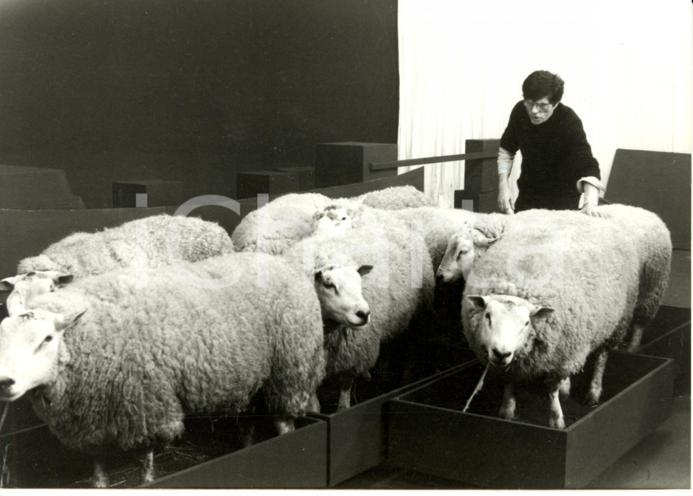 Fotografia d epoca originale 1981 PARIGI F JeanChristophe AVERTY e i montoni stars televisive Fotografia 1