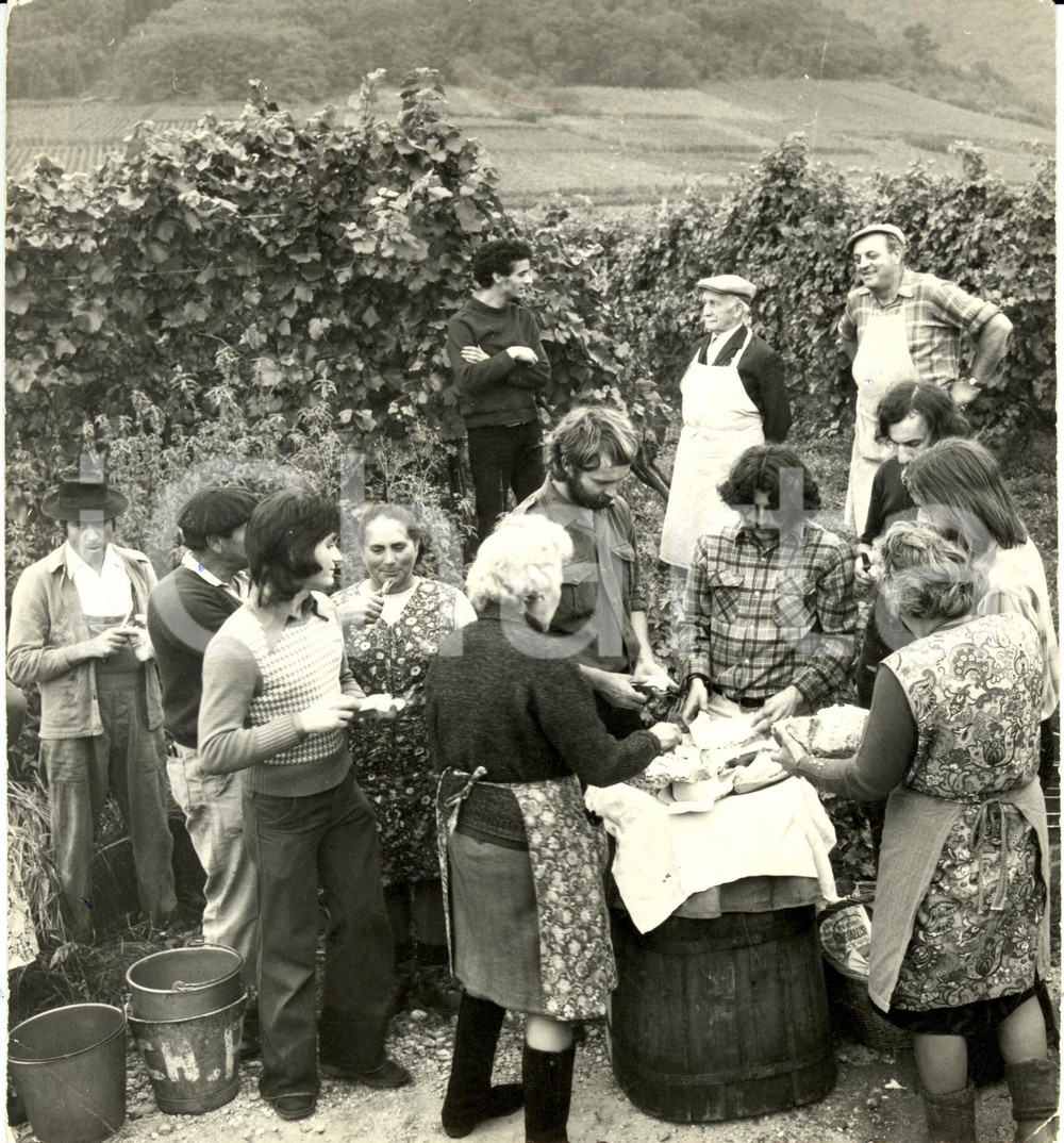 Fotografia d epoca originale 1975 FRANCIA Scene dalla vendemmia in ALSAZIA Fotografia 1