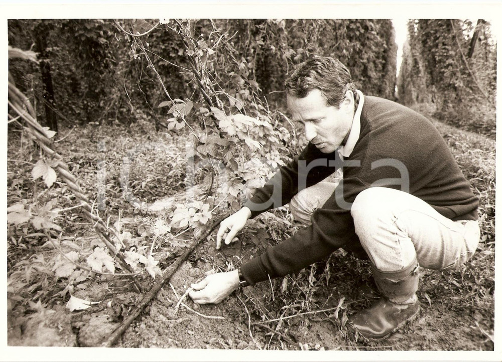 Fotografia d epoca originale 1994 SESSENHEIM FR RenÃ© DILLMANN montre systeme irrigation pour Houblon Photo 1