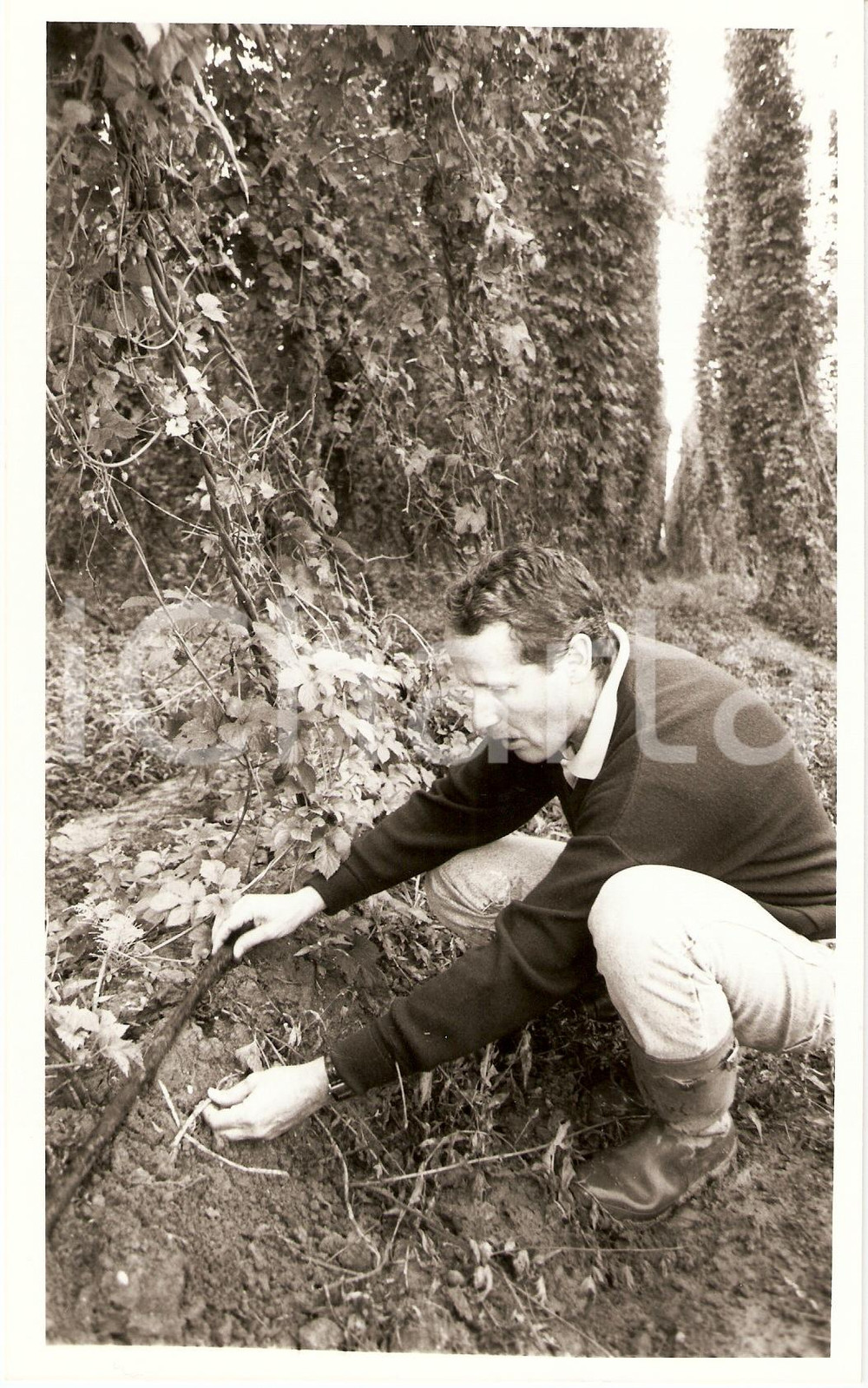 1994 SESSENHEIM (FR) René DILLMANN montre systeme irrigation pour Houblon *Photo