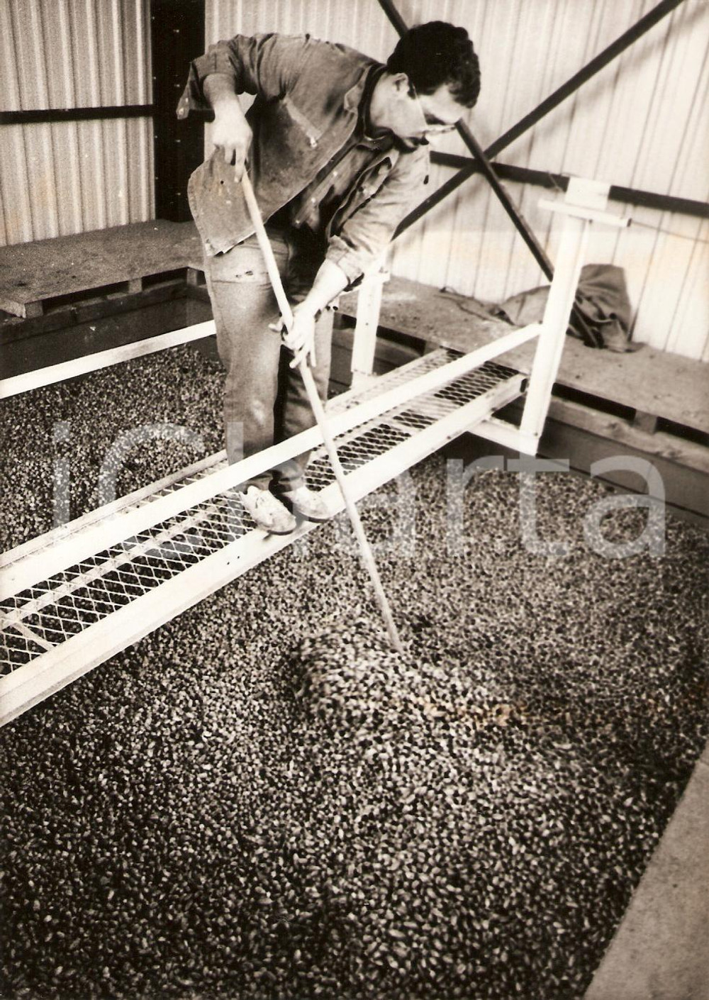 Fotografia d epoca originale 1985 ALSACE FRANCE Agricoltura Lavorazione del Luppolo Fotografia 1