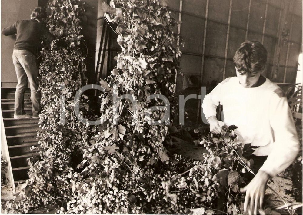 Fotografia d epoca originale 1985 ALSACE FRANCE Culture du Houblon Traitement Photographie 1