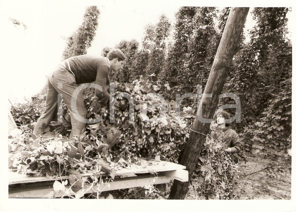 Fotografia d epoca originale 1994 ALSACE FRANCE Culture du Houblon RÃ©colte Photographie 1