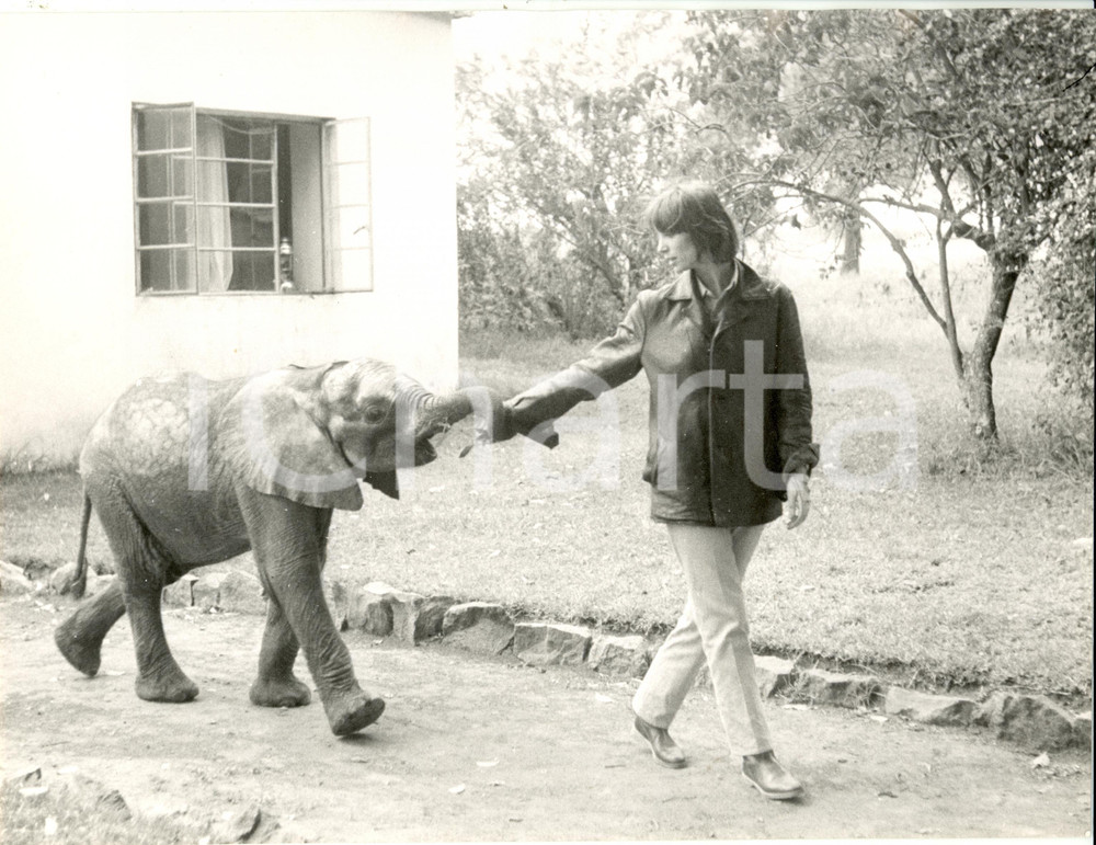 Fotografia d epoca originale 1960 ca ITALIA? Elsa MARTINELLI con un giovane elefante Fotografia 1