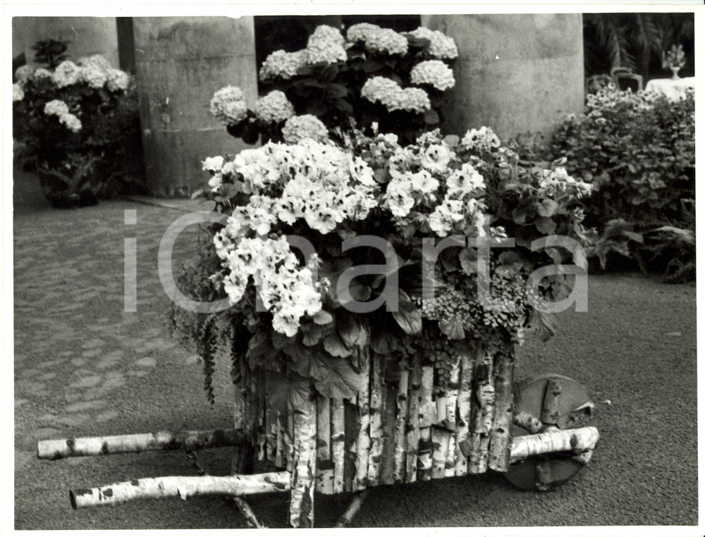 Fotografia d epoca originale 1962 BRUXELLES B Serre Reali di LAEKEN  Fiori in cariola di legno Fotografia 1