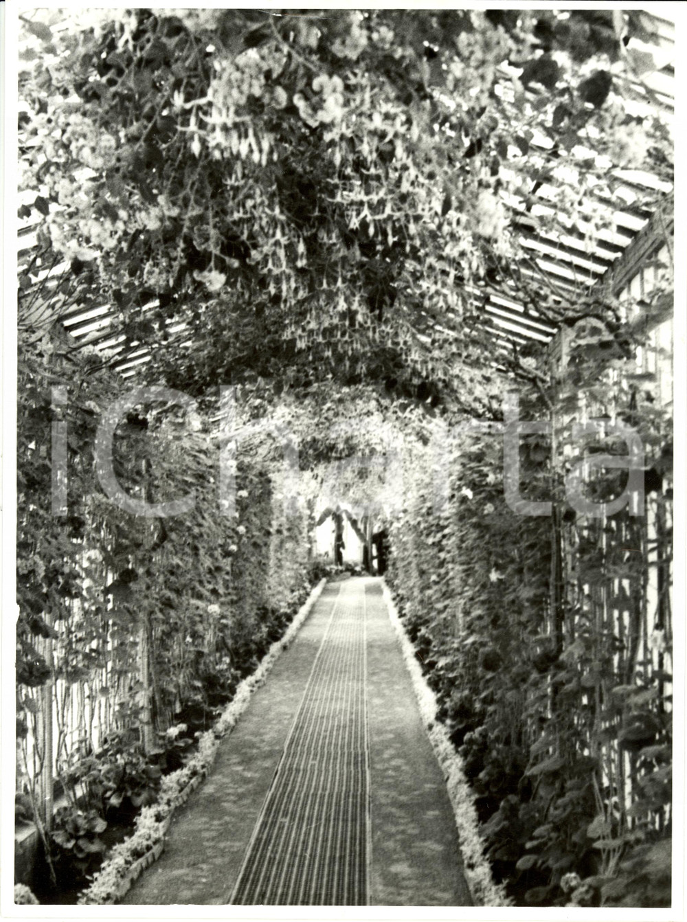 Fotografia d epoca originale 1962 BRUXELLES B Serre Reali di LAEKEN  Vialetto fiorito Fotografia 1