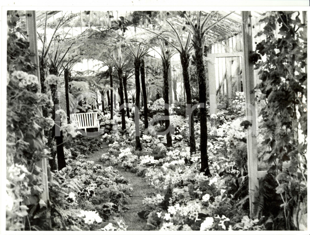 Fotografia d epoca originale 1962 BRUXELLES B Serre Reali di LAEKEN  Scorcio con palme e fiori Fotografia 1