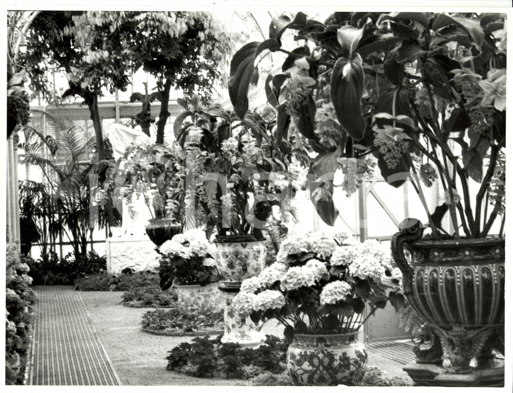 Fotografia d epoca originale 1962 BRUXELLES B Serre Reali di LAEKEN  Angolo con vasi di fiori Fotografia 1