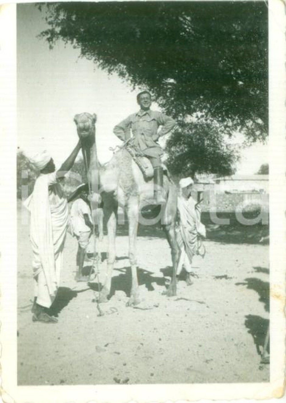 Fotografia d epoca originale 1936 CHEREN ERITREA AOI Colono a dorso di cammello con indigeni Foto cm 6 x 8 1