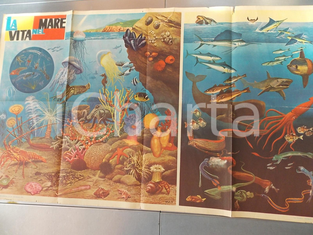 Oggetto da collezione cartaceo 1960 LA VITA NEL MARE Manifesto scolastico ILLUSTRATO a colori 1