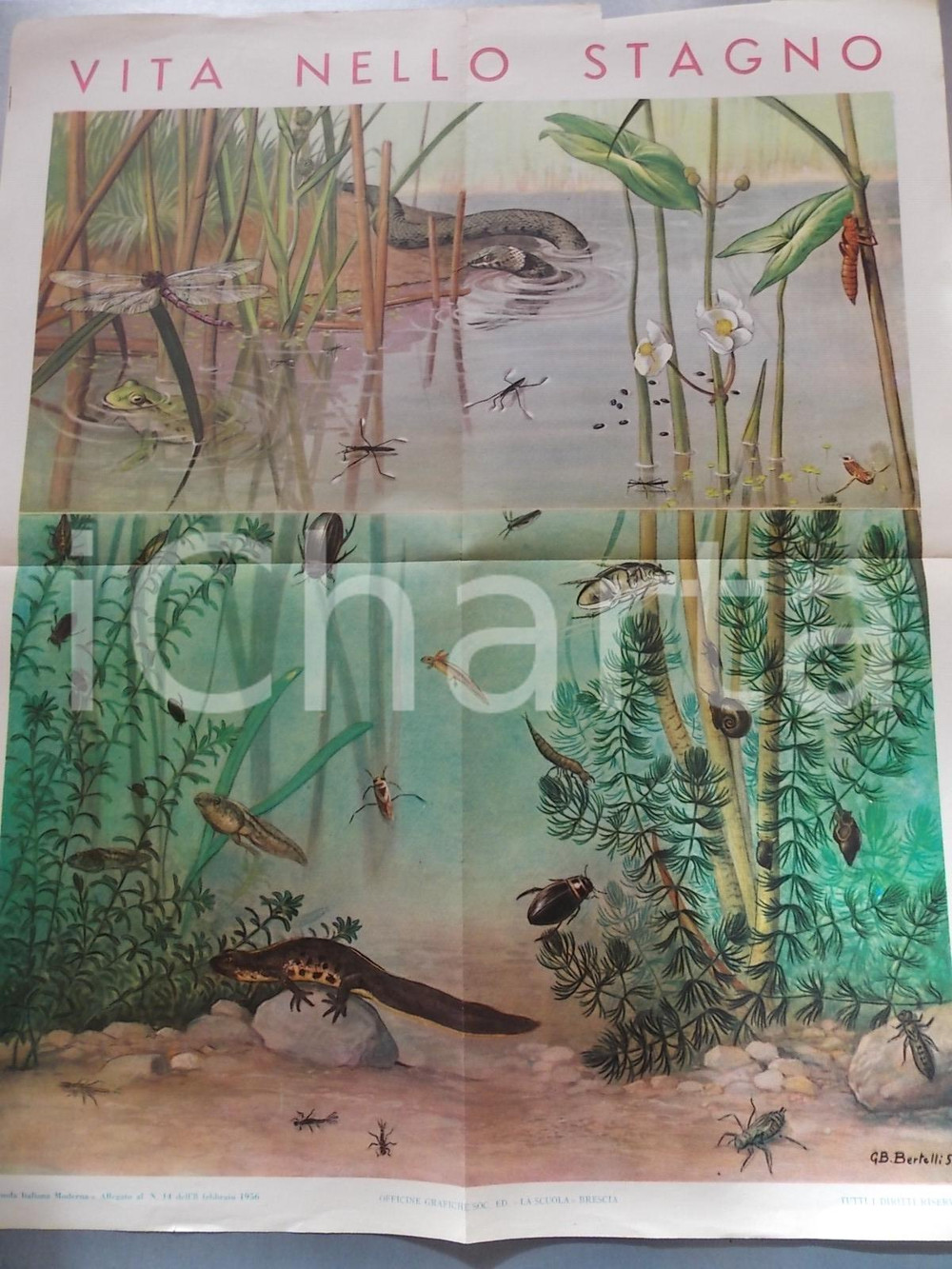 Oggetto da collezione cartaceo 1956 VITA NELLO STAGNO Manifesto scolastico ILLUSTRATO a colori G.B. BERTELLI 1