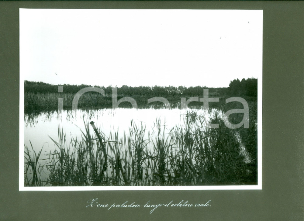 Fotografia d epoca originale 1955 ca CHIGNOLO PO PV Zone paludose lungo il Colatore Reale Foto artistica 1