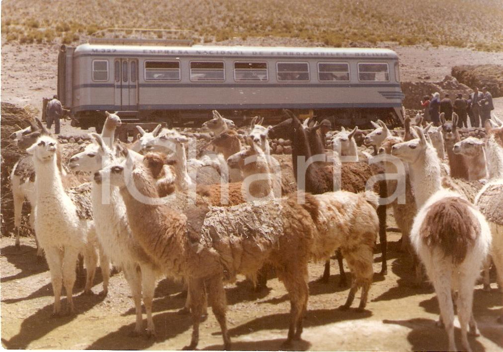 Fotografia d epoca originale 1970 ca BOLIVIA  FCA Locomotiva M322 guasta tra branco di lama Foto ANIMATA 1