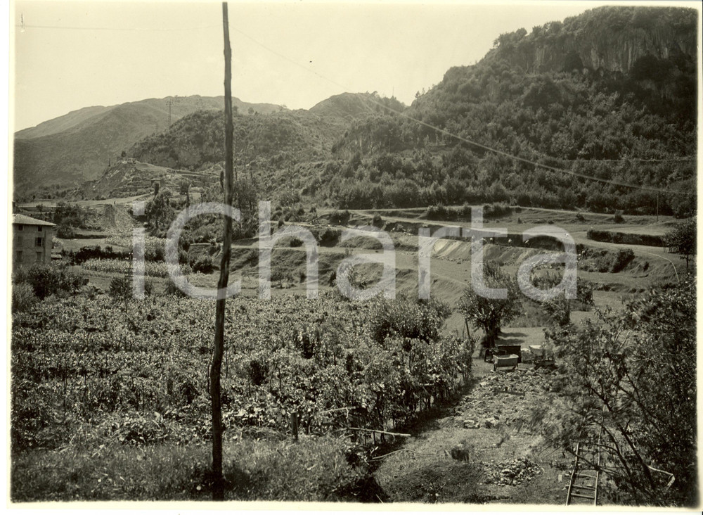 Fotografia d epoca originale 1932 BERGAMO Coltivazioni lungo Strada Statale 42 del TONALE e MENDOLA Foto 1