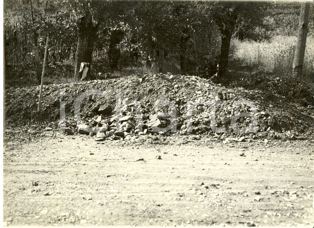 Fotografia d epoca originale 1935 ca TRESCORE BALNEARIO BG Alberi lungo Strada Statale nÂ°42 TONALEMENDOLA 1