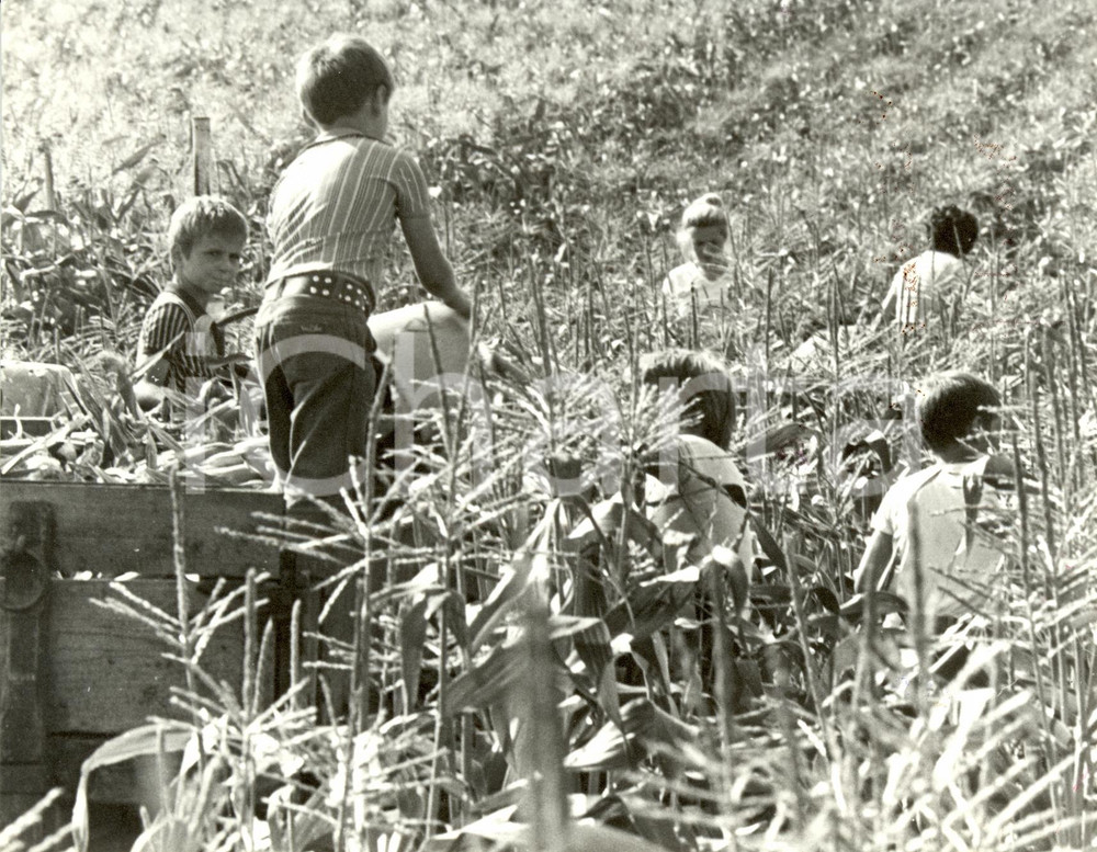 Fotografia d epoca originale 1985 ca BOSSENDORF Francia Bambini agricoltori raccolgono mais Fotografia 1