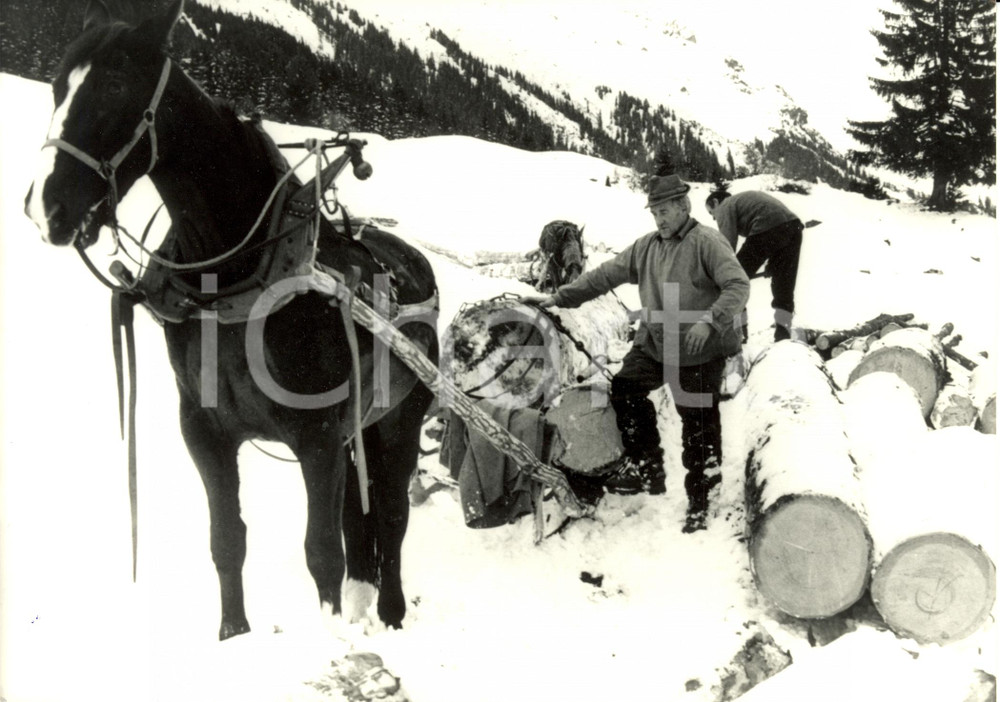 Fotografia d epoca originale 1985 SVIZZERA Cavallo meglio del trattore... trasporta tronchi sulla neve Foto 1