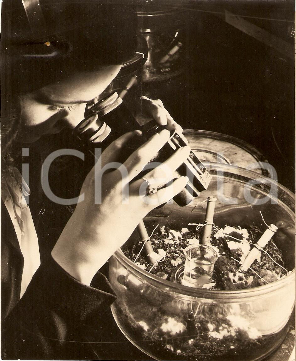 Fotografia d epoca originale 1955 ca PITTSBURGH USA Biologist studies antibacteria to protect Radar Photo 1