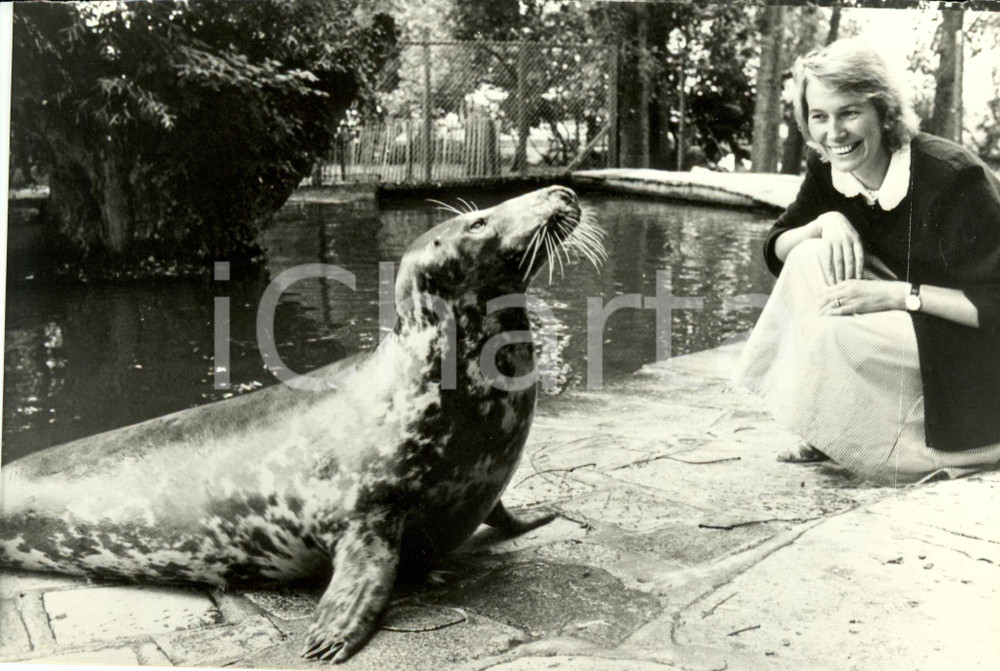 Fotografia d epoca originale 1988 ISOLA DI WIGHT UK Virginia BOTTOMLEY Ministro Ambiente con la foca SOPHIE 1