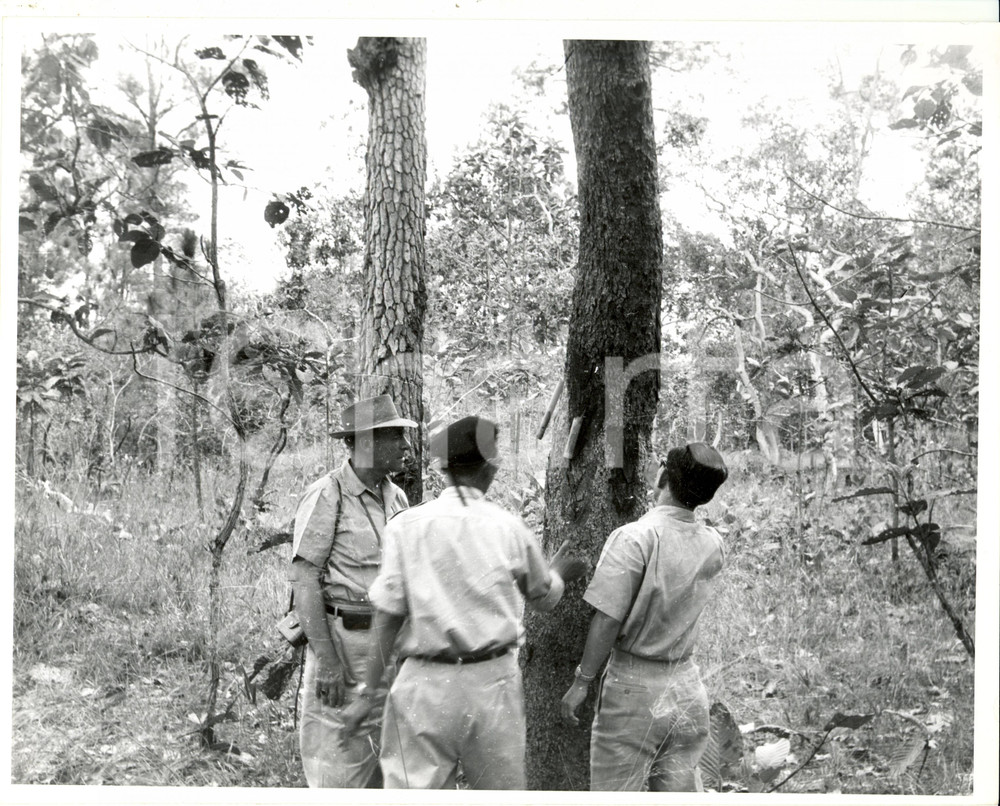 Fotografia d epoca originale 1960 ca CAMBOGIA Complesso scolastico Missione Statunitense Studi Botanica Foto 1