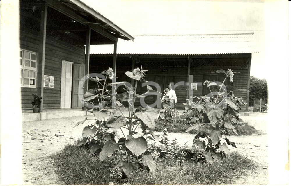 Fotografia d epoca originale 1960 ca CAMBOGIA Girasoli nel giardino della nuova scuola in legno Fotografia 1