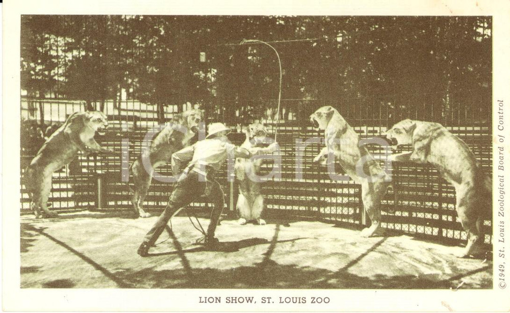 Cartolina originale da collezione 1949 SAINT LOUIS, MISSOURI USA Il domatore con i leoni Postcard FP NV 1