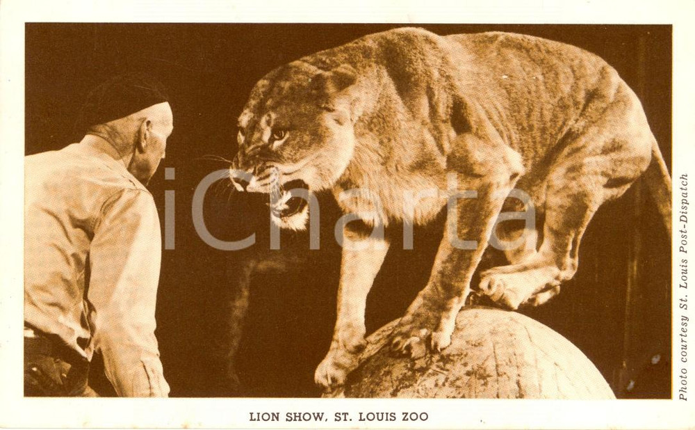 Cartolina originale da collezione 1950 ca SAINT LOUIS, MISSOURI USA Lo spettacolo dei leoni allo zoo Cartolina 1