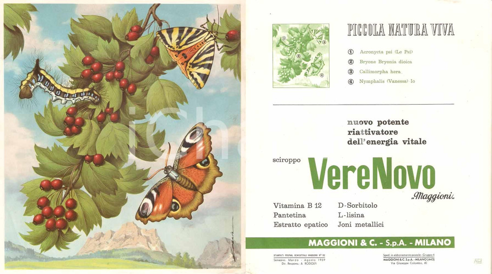 Materiale pubblicitario d’epoca 1959 ROMA MAGGIONI & C. Sciroppo VERENOVO Dante COSCIA illustratore Pubblicità 1