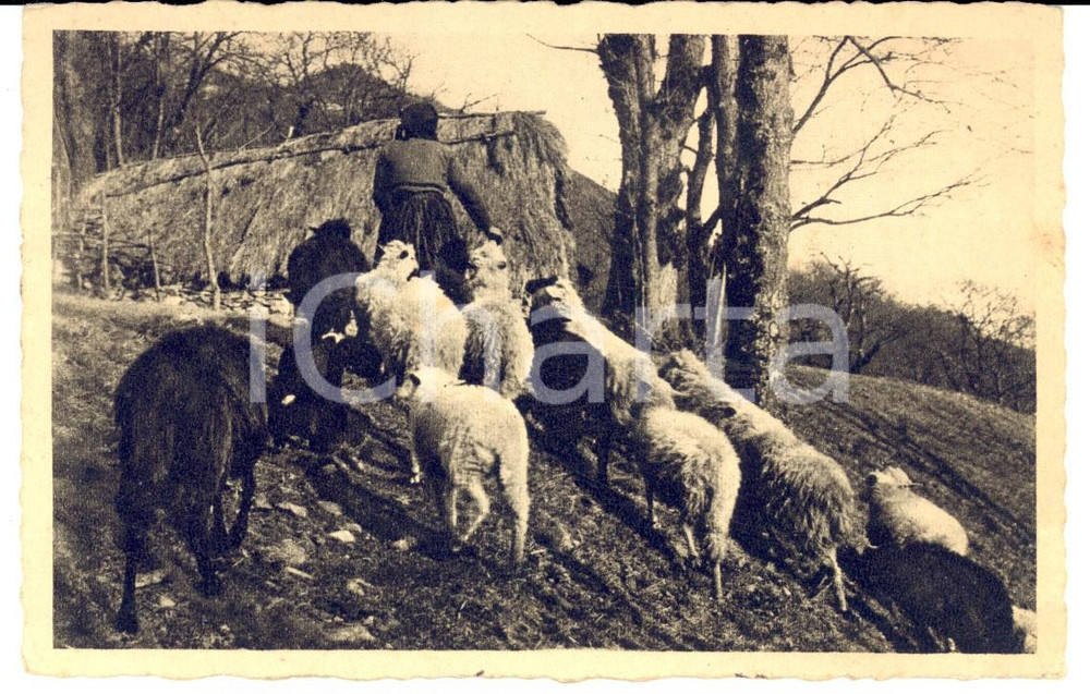 Autografo originale 1915 REGGIO EMILIA Pastorella con il gregge Cartolina a Jula POLONSKY arpista 1