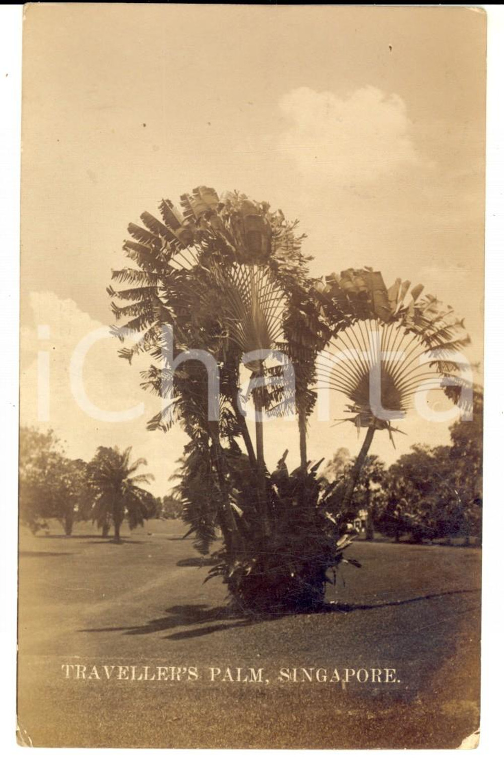 1924 SINGAPORE Traveller's Palm *Cartolina postale VINTAGE FP VG