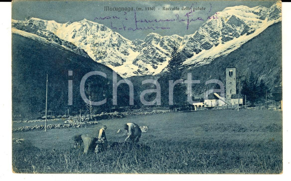 Cartolina originale da collezione 1920 ca MACUGNAGA VB Raccolta delle patate Cartolina postale FP 1