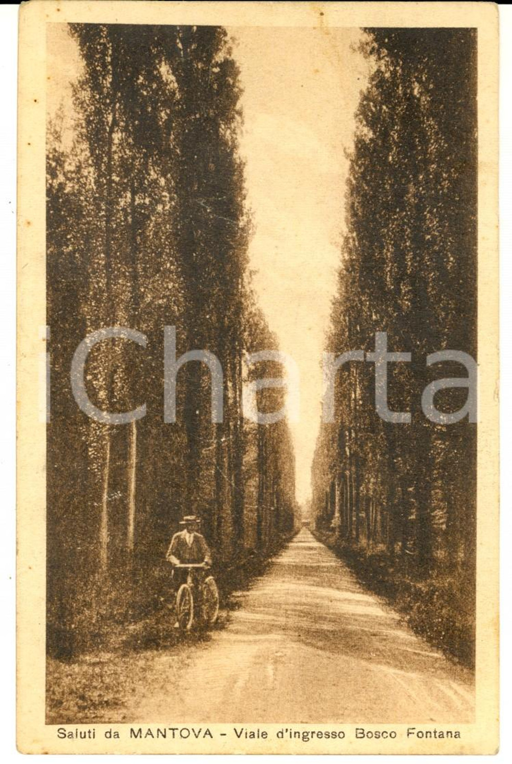 Cartolina originale da collezione 1927 MANTOVA Viale d ingresso BOSCO FONTANA Cartolina postale ANIMATA FP VG 1