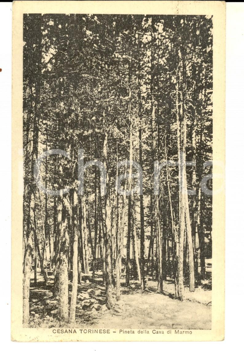 Cartolina originale da collezione 1923 CESANA TORINESE Pineta della Cava di Marmo Cartolina VINTAGE FP VG 1
