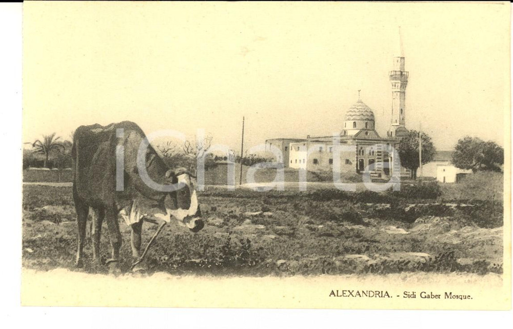 Cartolina originale da collezione 1910 ca ALEXANDRIE EGYPTE La MosquÃ©e de SIDI GABER Carte postale VINTAGE 1