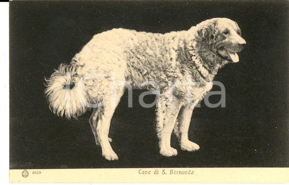 Cartolina originale da collezione 1910 ca ANIMALI Cane di SAN BERNARDO Cartolina postale VINTAGE FP NV 1