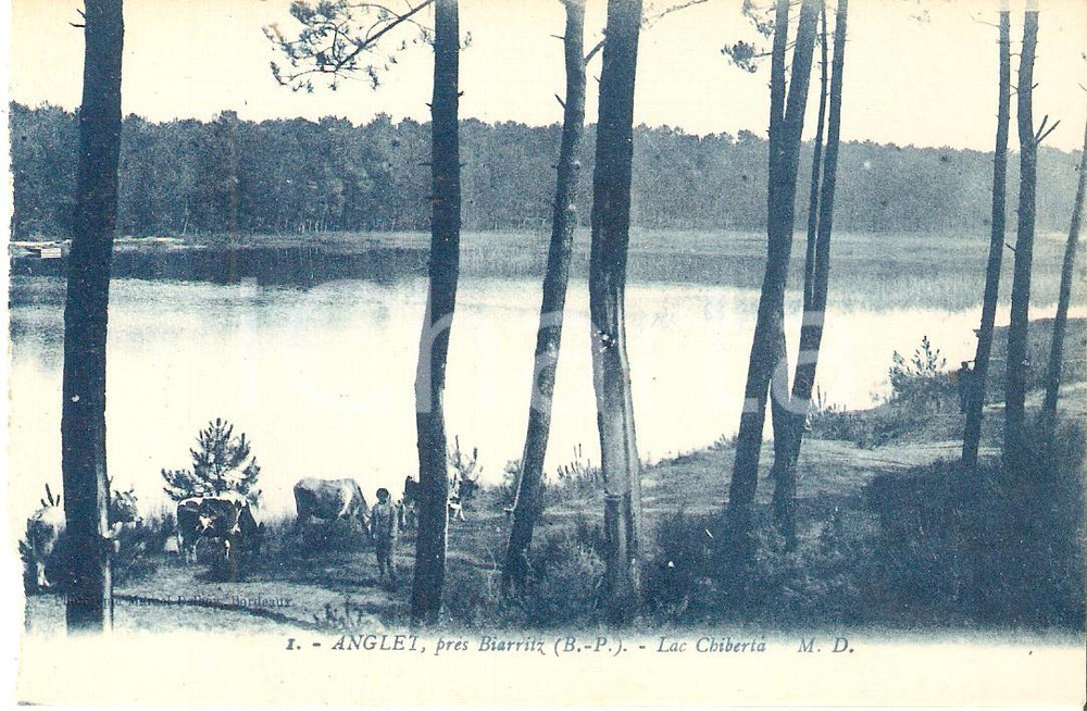 Cartolina originale da collezione 1920 ca ANGLET FRANCE Mucche al pascolo al LAC DE CHIBERTA Cartolina FP NV 1
