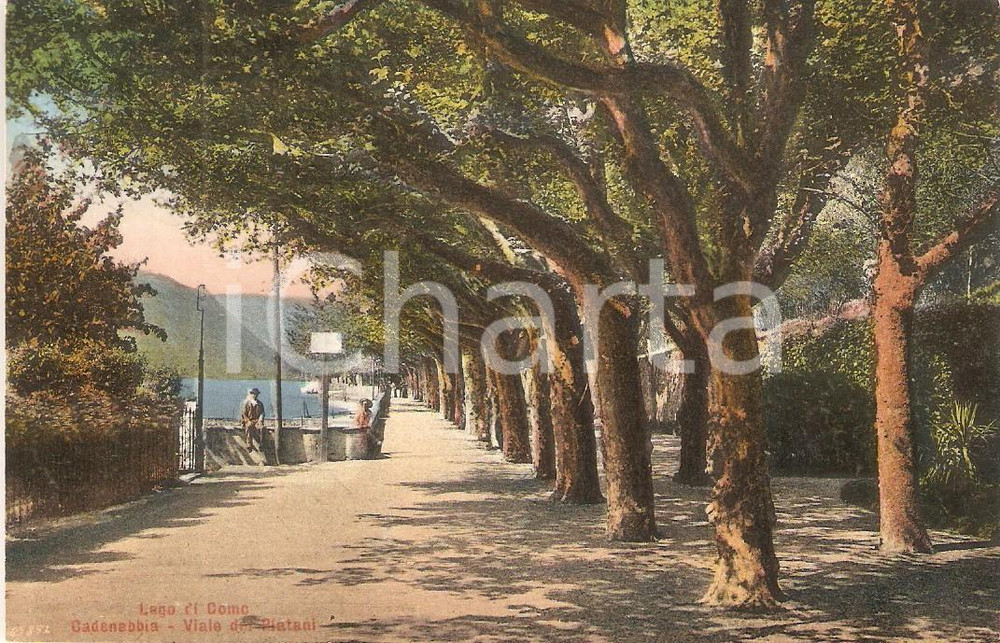 Cartolina originale da collezione 1924 GRIANTE CO Viale dei Platani di CADENABBIA Cartolina FP VG 1