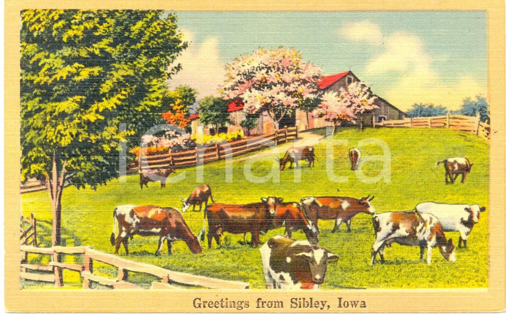 Cartolina originale da collezione 1940 SIBLEY, IOWA USA Mucche al pascolo in una fattoria Cartolina FP NV 1
