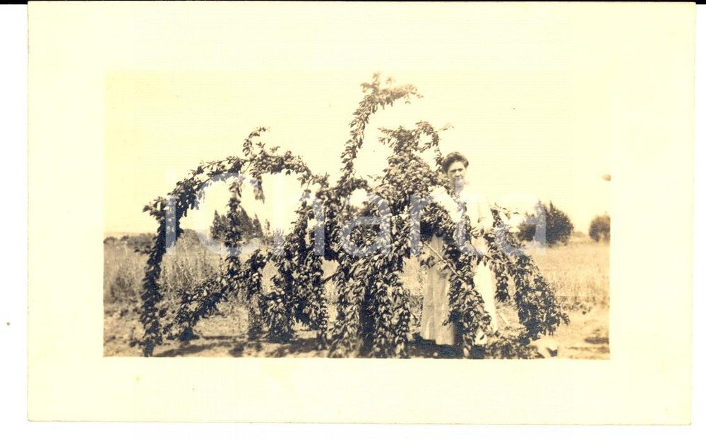 Fotografia d epoca originale 1910 ca STATI UNITI Donna in posa tra le siepi della sua tenuta VINTAGE PHOTO 1