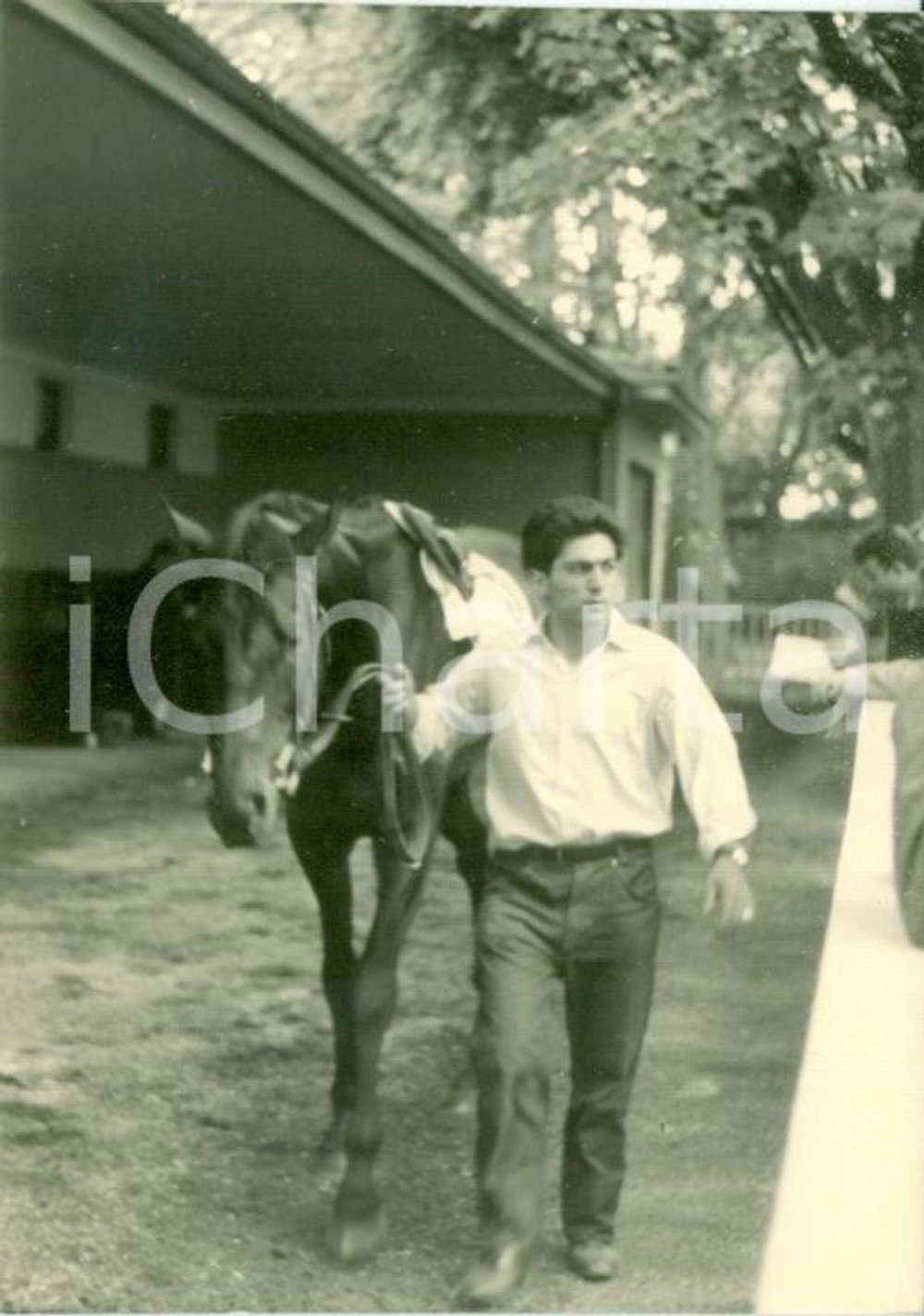 Fotografia d epoca originale 1963 MILANO SAN SIRO Ippodromo del trotto Cavallo ANKARA prima della gara Foto 1