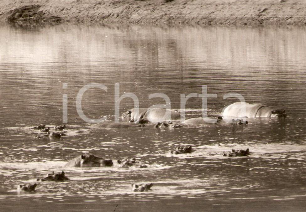 Fotografia d epoca originale 1970 ca KORHOGO COSTA D AVORIO Ippopotami a bagno nel fiume Foto 12x9 cm 1