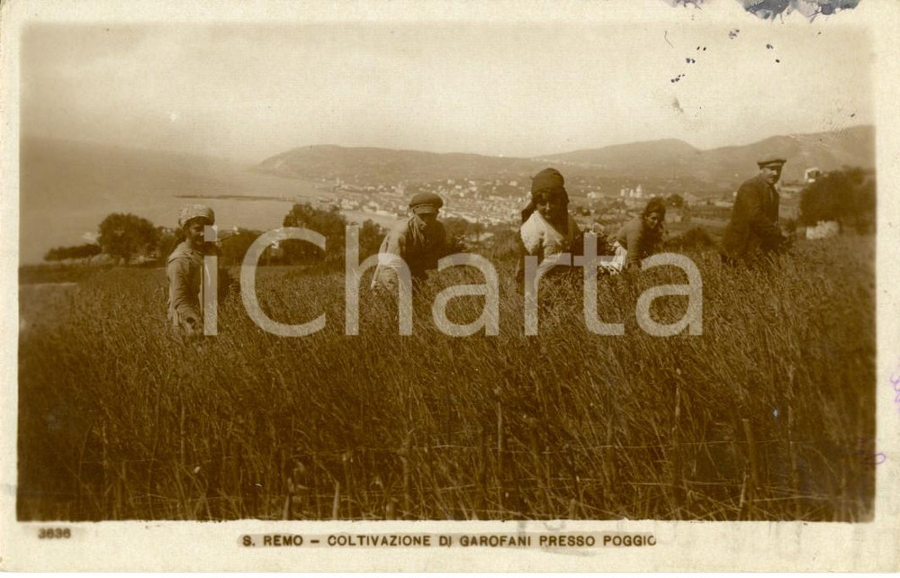 Cartolina originale da collezione 1936 SANREMO IM Coltivazione di garofani presso POGGIO Cartolina ANIMATA FP VG 1