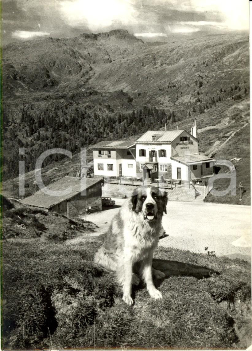 Cartolina originale da collezione 1968 PASSO VALLES TN DOLOMITI Rifugio, cane LION e Catena GIURIBRUTTO FG VG 1