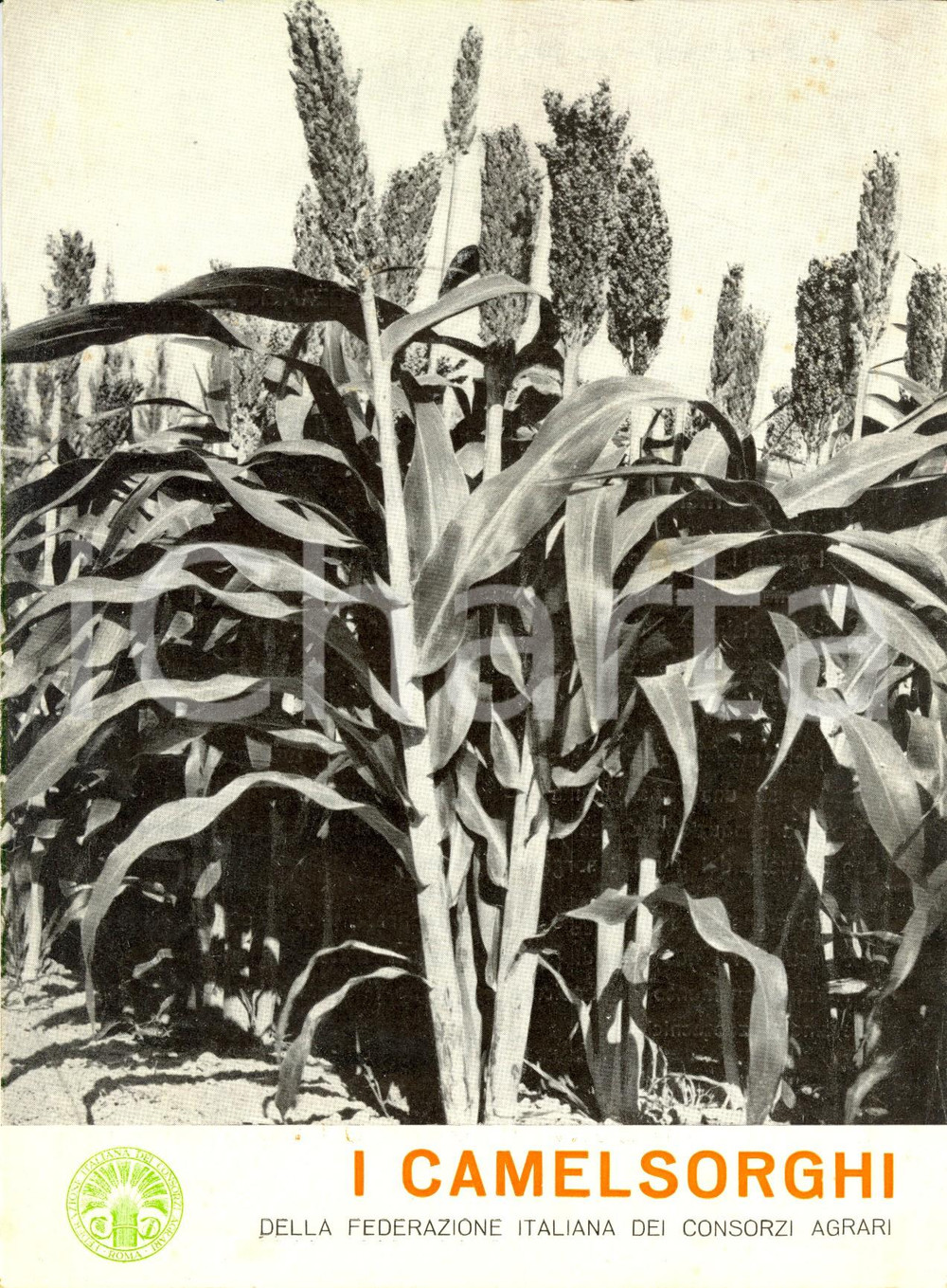 Materiale pubblicitario d’epoca 1950 ca FEDERAZIONE ITALIANA CONSORZI AGRARI Camelsorghi Opuscolo ILLUSTRATO 1