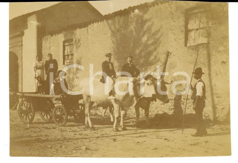 Fotografia d epoca originale 1900 ca AREA LOMBARDA Gentiluomini a cavallo di una coppia di buoi  Foto RARA 1