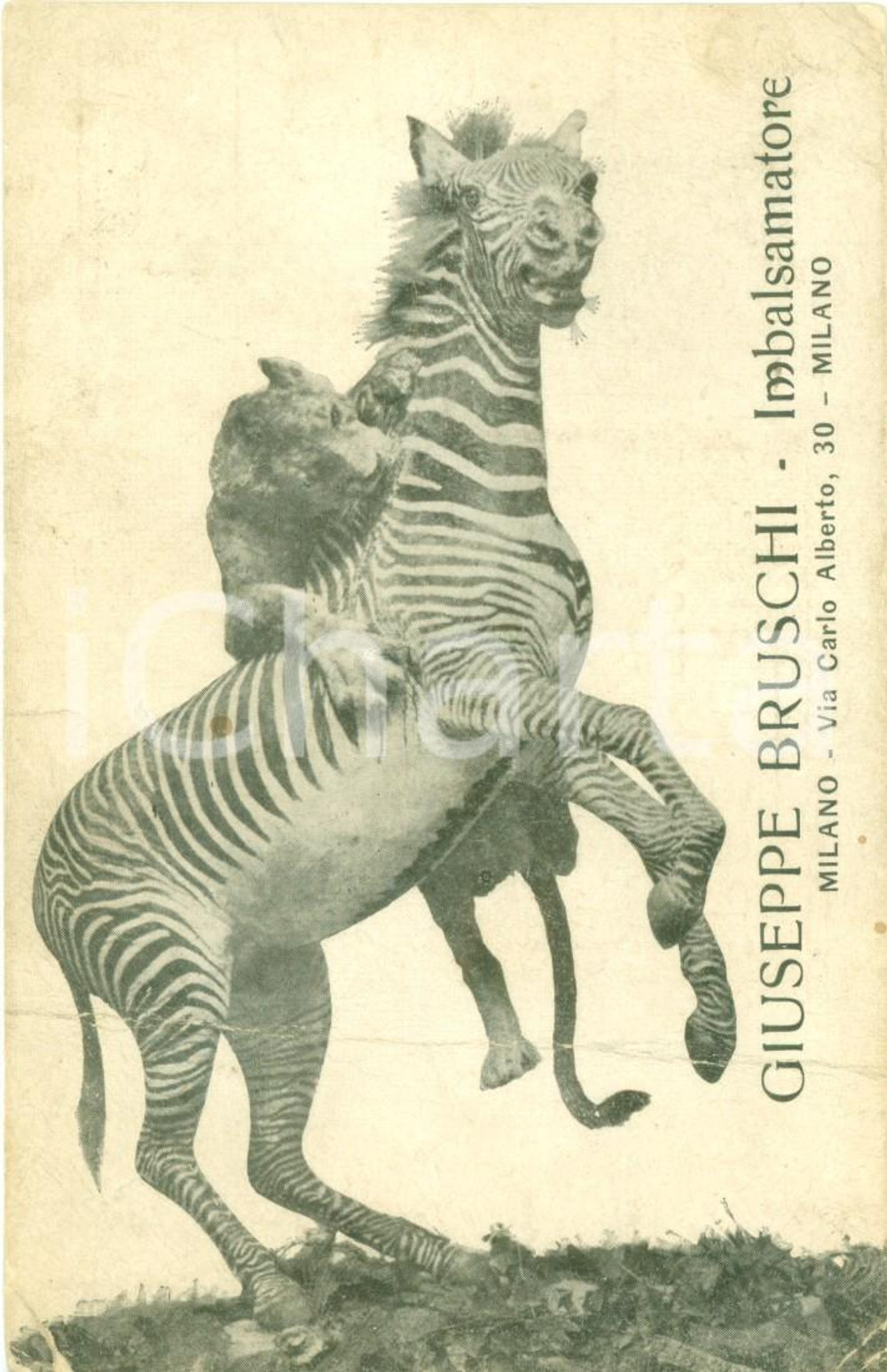 Cartolina originale da collezione 1930 ca MILANO Giuseppe BRUSCHI imbalsamatore naturalista Cartolina DANNEGGIATA 1