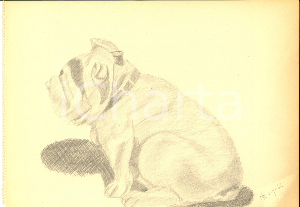 Stampa, bozzetto originale 1942 ARTE Ritratto di bulldog accovacciato Disegno a matita FIRMATO 31x23 1